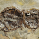 Image for article titled The First Ever Fossils of Vertebrates Who Died During Sex